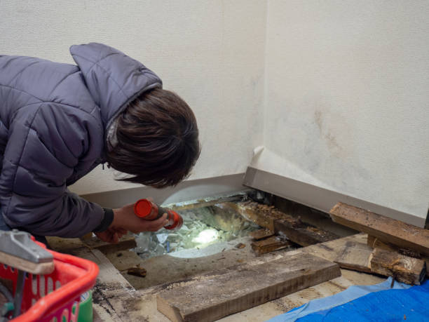 Best Attic Mold Removal  in Lamar, CO
