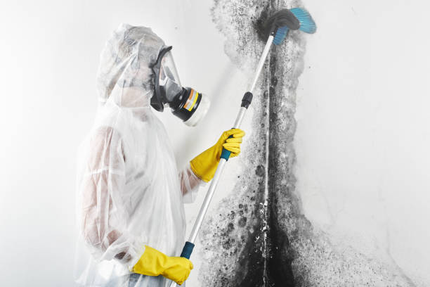 Best Basement Mold Removal  in Lamar, CO
