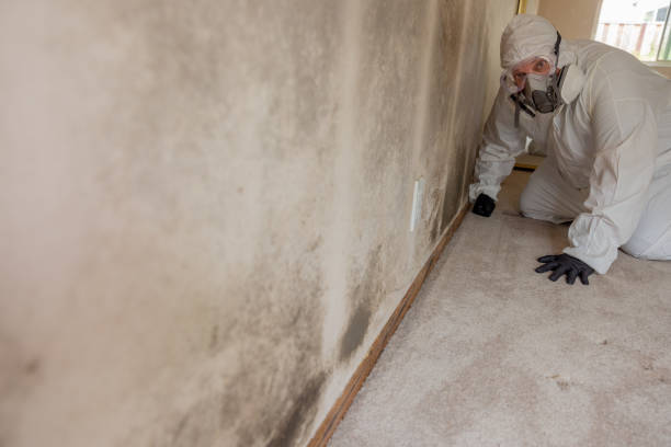 Best Attic Mold Removal  in Lamar, CO